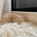 猫を『幸せにする』飼い主の特徴5つ