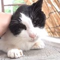 お年寄り猫のモフモフタイム♪でも最後はやっぱりこうなっちゃう！