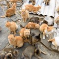 猫が『集会』を開くのはなぜ？その理由や意味6つ