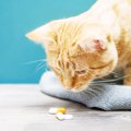 お薬が苦手な猫にできる上手な飲ませ方４選