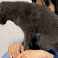 膝の上に愛猫『コーヒー求む』『承知、そのまま待機せよ』夫婦の会話…