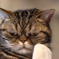 猫の『寿命』を左右するのはどんなこと？3つの要因と飼い主が注意すべ…