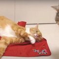 我を失う！赤い布に魅了される猫and見つめる猫