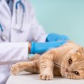 猫の『肝臓病』とは？知っておきたい病気5つと症状、病気を引き起こす…