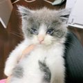 目がぐちゃぐちゃの『とても弱っていた子猫』を保護した結果…思わず泣ける…