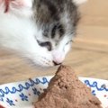 『離乳食の美味しさに目覚めた子猫』が、次の瞬間…思わずニヤける『愛らし…