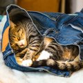 猫が飼い主の服を噛んだり吸ったりする心理４つ