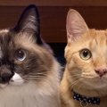 猫は『人間のトリセツ』を持っている！飼い主との共同生活で守ってい…