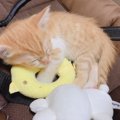 猫と赤ちゃんは仲良く出来るの？暮らす時の注意点と過ごし方！