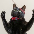 『黒っぽい猫』を上手に撮るコツ3選　真っ黒な写真を防ぐ工夫やアイデアも…