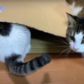 ダンボール遊びで起きた猫ちゃんの悲劇…