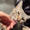 猫が『飼い主さんの髪の毛をなめる』理由3選　かわいいけどやめさせた…