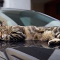 野良猫はどうして駐車場によく居るの？8つの考えられる理由