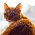 猫が『ごめんなさい』と謝っているときのサイン3選　どんなときに見られる…
