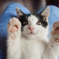 「猫種」の読み方は「ねこしゅ？びょうしゅ？」成猫・愛猫の読み方は？