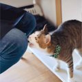 『電話切ってニャ！』猫が本気で電話を妨害したら…可愛すぎる訴えに爆笑！…