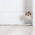 愛猫が『あなたを探している』ときに見せる行動・仕草4選　留守番中は…