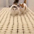 大量の紙コップのなかに『猫のおやつ』を隠してみたら…まさかの光景に…