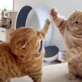 まだまだ子供たちには負けない！必死で応戦するパパ猫&ママ猫♡