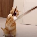 おもちゃ一振りで遊びスイッチオン！猫さんの機敏な動きにご注目