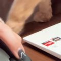 在宅ワーク中、猫がやってきた結果…全然仕事にならない『全力すぎるネ…