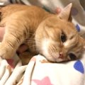 ママの膝の上で甘えていた短足猫→突然噛みついてきて、『腕を上げる』…