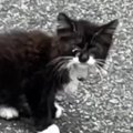 駐車場にいた『やせ細った子猫』→保護された結果……『見違える変化』に…
