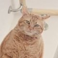 １階から『階段上にいる猫』を見てみたら…とんでもなく"強そうな格好…
