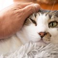 猫に嫌われちゃう『ダメな話し方』4つ　せっかくの愛情もこれでは猫に伝わ…