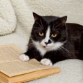 大学構内で長年みんなに愛された「マスコット猫」　惜しまれつつ虹の橋を…