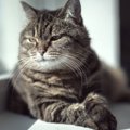 猫が長生きしてくれる『理想の環境作り』とは？実現したい3つのポイント