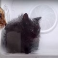 実家猫ちゃんのシャンプーを応援するベンガル猫くん！