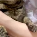 大好きなママに後ろから抱きしめられて…猫が見せた『とんでもなく尊い…