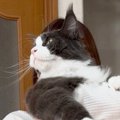 職場の人に『飼っている大型猫』を見せてみたら…まさかの質問と『驚き…