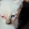 ご老人の家で生まれた『風邪を患っている2匹の子猫』を保護、現在は………