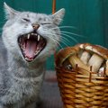 猫も注意したい「秋バテ」とは？症状や予防できる事をご紹介！