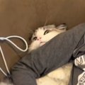 ゲームに夢中な男の子→猫の首に腕を乗せてしまった結果…『まさかの展…