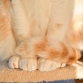 猫がきちんと『尻尾で足を隠している』ときの理由3選　お行儀良さそう…