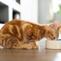 猫の『食べ方が下手』なときに考えられる原因5選　試したい改善策から病気…