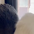 窓辺で2匹の猫が仲良く座っていると思ったら…黒い猫の『衝撃的すぎる…