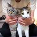 18日ぶりに飼い主さんとの再会…！猫ちゃんたちのリアクションは♡？