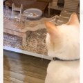 大好きなハムスターが起きるのを『待ち続けていた猫』…まさかの展開が…