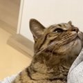 パパの膝の上にいる猫→『うにゃうにゃ』と文句を言いながらも…まさか…