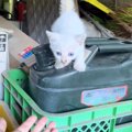 『亡くなった愛猫によく似た子猫』を物置から保護して…"運命の出…