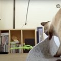 かしこすぎ！タイミングを見てオモチャを隠す猫ちゃん