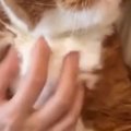 ペットシッターさんから送られてきた『愛猫の様子』を見た結果…まさかの光…
