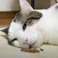 お昼寝する猫ちゃん。鼻先におやつを並べたら何粒目で起きる？