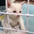 『山奥で保護した子猫5匹』の結末…2時間後の様子がまさかすぎると163…