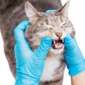 ホスピスで愛される猫の歯科治療のため、24時間もたたずに「目標の寄付額…