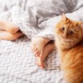 猫には一緒に寝ちゃダメな子もいる？NGなケースとその理由4つ